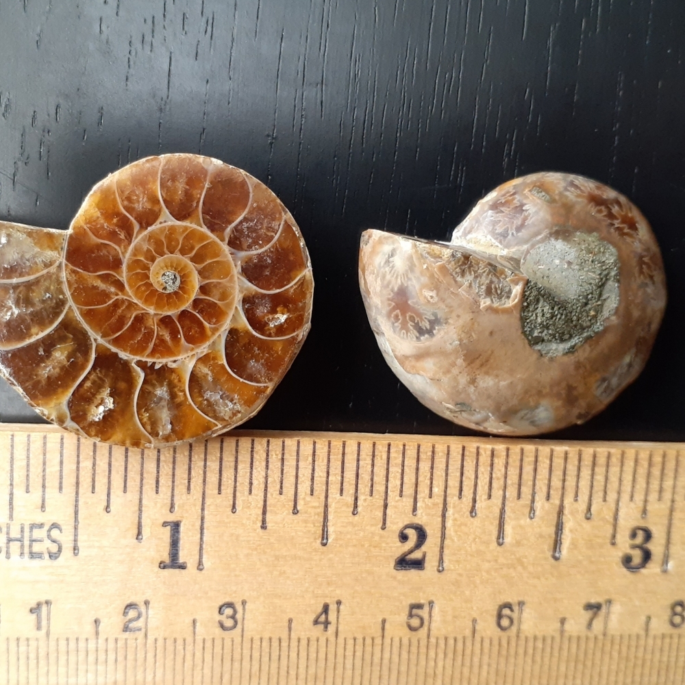 Ammonite Fossil - image 5